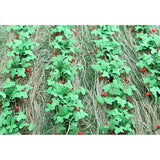 Tasma Products 00685 OO/HO Gauge Strawberry Plants (Pack 18)
