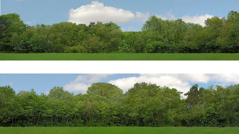 ID Backscenes 149A OO Gauge STANDARD 15" Just Trees (A) Backscene (2x 5')