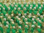Vollmer 5125 HO Gauge Tulips (White)(120)