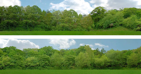 ID Backscenes 149B OO Gauge STANDARD 15" Just Trees (B) Backscene (2x 5')