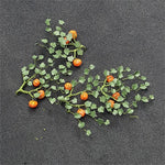 Tasma Products 00991 N Gauge Pumpkin Plants (Pack 5)